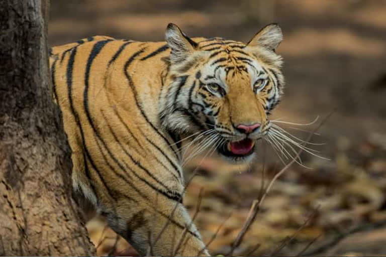 tigress will return to Madhya Pradesh from Orissa