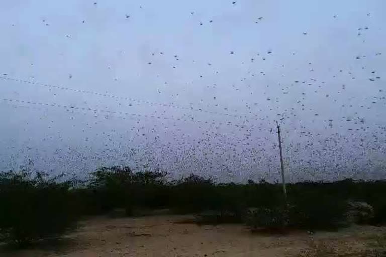 जालोर लेटेस्ट न्यूज, जालोर में टिड्डी का आंतक  jalore latest news, jalore news in hindi, grasshopper has destroyed rabi crops, news of grasshopper in jalore, टिड्डी इन जालोर