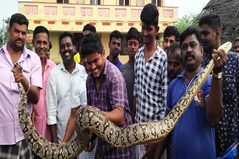 குளக்கரை முட்புதரில் 10 அடி நீளமுள்ள மலைப்பாம்பு பிடிபட்டது