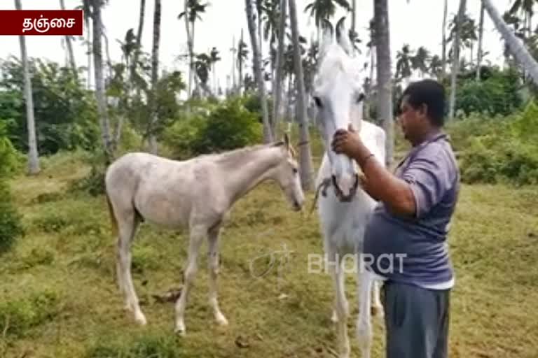 குதிரை வணிகம் மீண்டும் புத்துயிர் பெறுமா