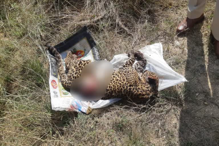 leopard died