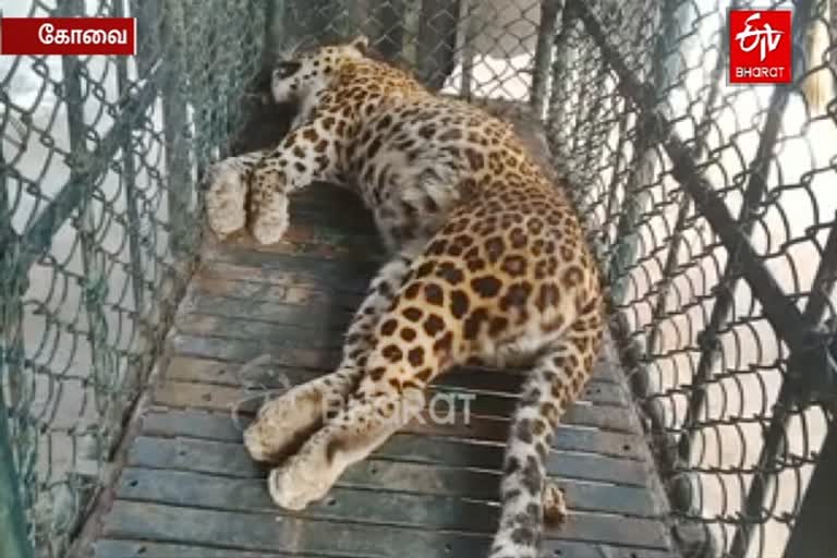 kovai, on leopard  died in valparai and forest department investigates