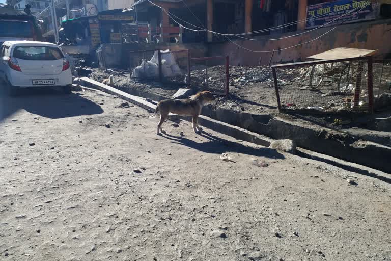 sick dogs in Reckong peo of kinnaur