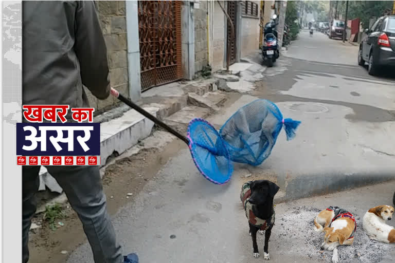 noida Authority capturing street Dogs