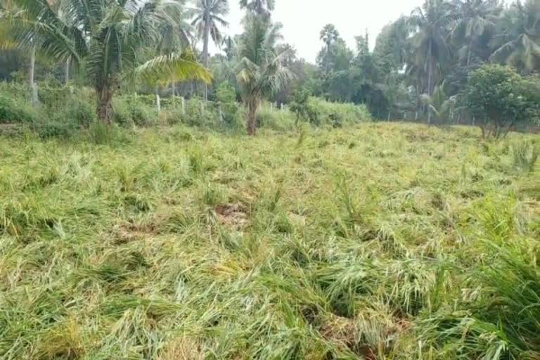 3 ஆவது நாளாக தொடரும் யானை நடமாட்டம்...  வேலூர் காட்டுயானைகள் அட்டகாசம்  elephant damage crops in thiruppathur district  திருப்பத்தூர் மாவட்டச் செய்திகள்  பயிர்களைசேதப்படுத்தும் யானைகள்  ஆம்பூர் சட்டப்பேரவை உறுப்பினர்  ஆம்பூர் சட்டப்பேரவை உறுப்பினர் வில்வநாதனஅ