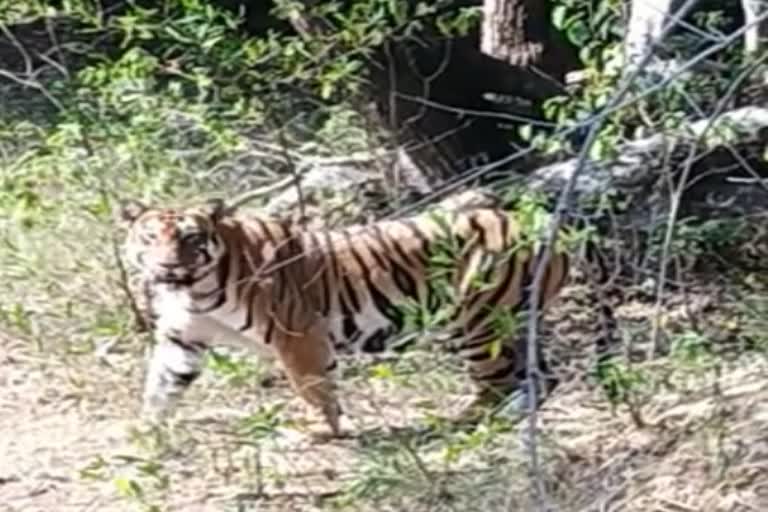 man-dead-due-to-tiger-attack-in-rajuri-chandrapur