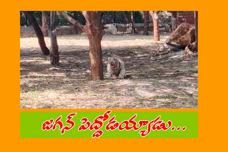 little-white-tigers-in-tirupati-zoopar