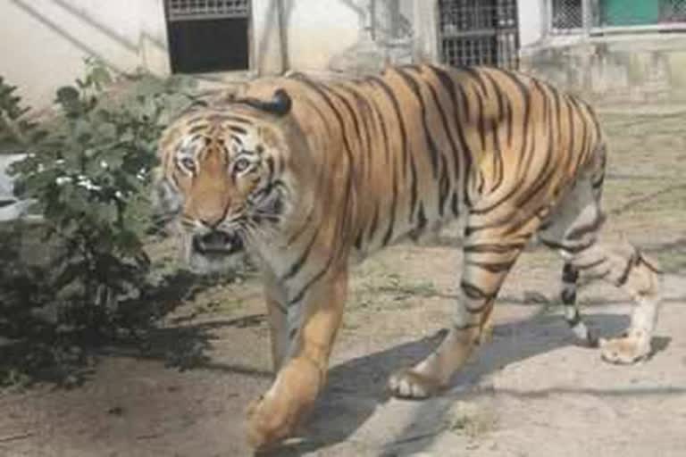 sultan tiger will be shifted to Mumbai