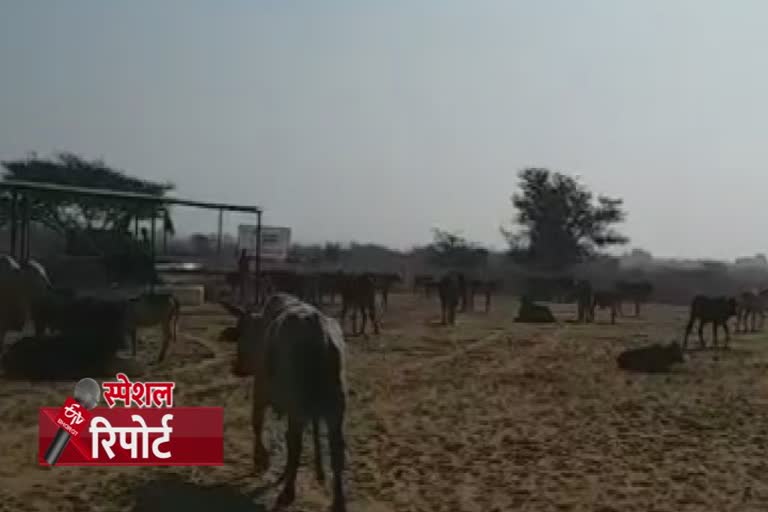 सर्दी से गायों की हो रही मौत,  Cows are dying of cold