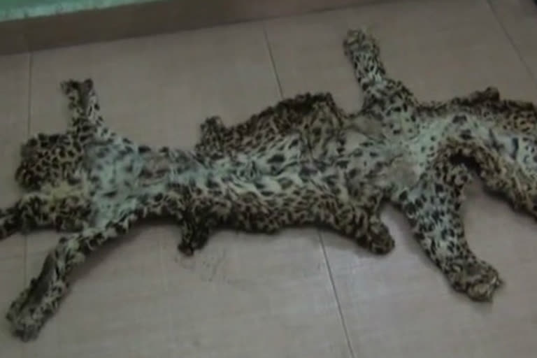 accused of smuggling leopard skin arrested in jabalpur