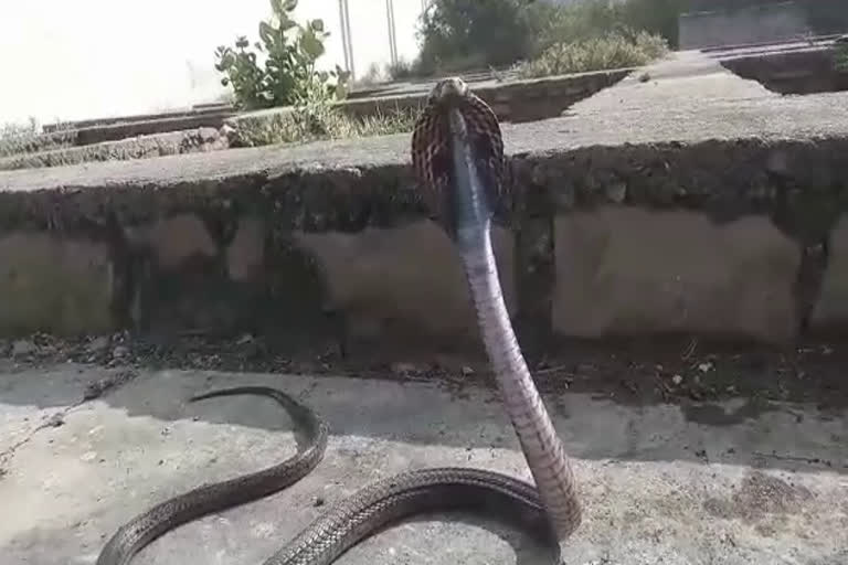 Cobra in Kota, कोटा न्यूज