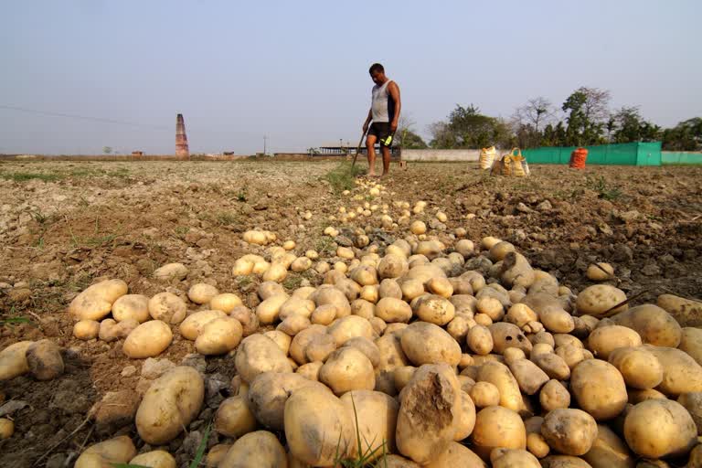 कृषि विशेषज्ञ बोले- कोहरे से आलू की फसल में आ सकता है झुलसा रोग