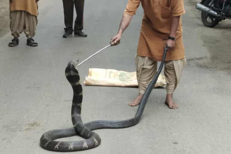 14 Feet long king cobra rescued