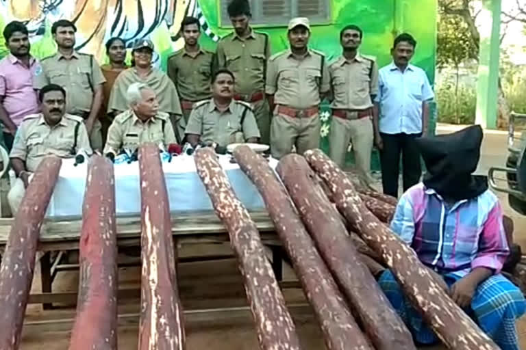 Illegally moving red sandalwood ceazed at kadapa district