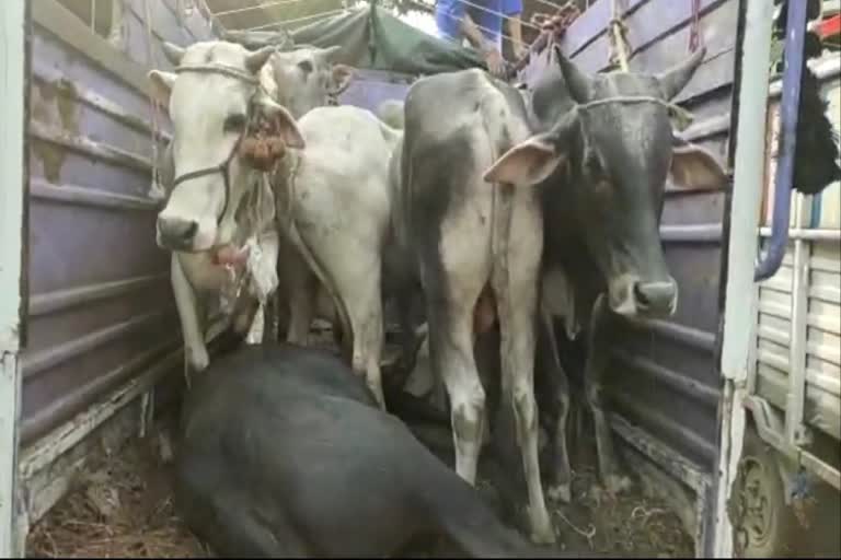 22-cows-seized-from-3-pickup-vehicles