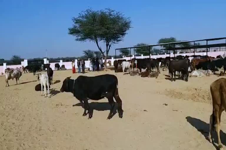 bikaner latest news, cows death in bikaner, बीकानेर लेटेस्ट हिंदी न्यूज, बीकानेर ताजा हिंदी खबर, बीकानेर नगर निगम लापरवाही, Biakner municipal corporation news