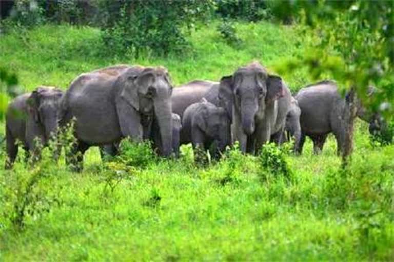 Herd of elephants entered forests of Barkagaon in hazaribag