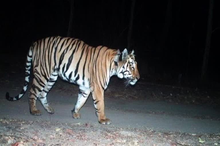 Three-year-old Tiger 1,500 km night walk creates record