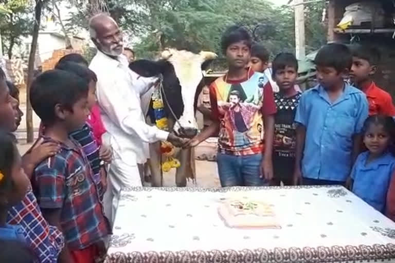 cow birthday celebrations