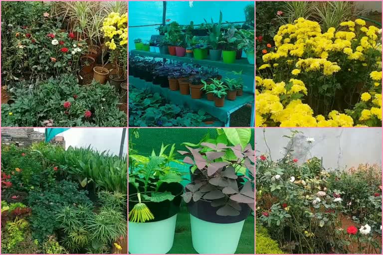 women from korutla runs a nursery with one hundred and fifty types of plants in jagtial district