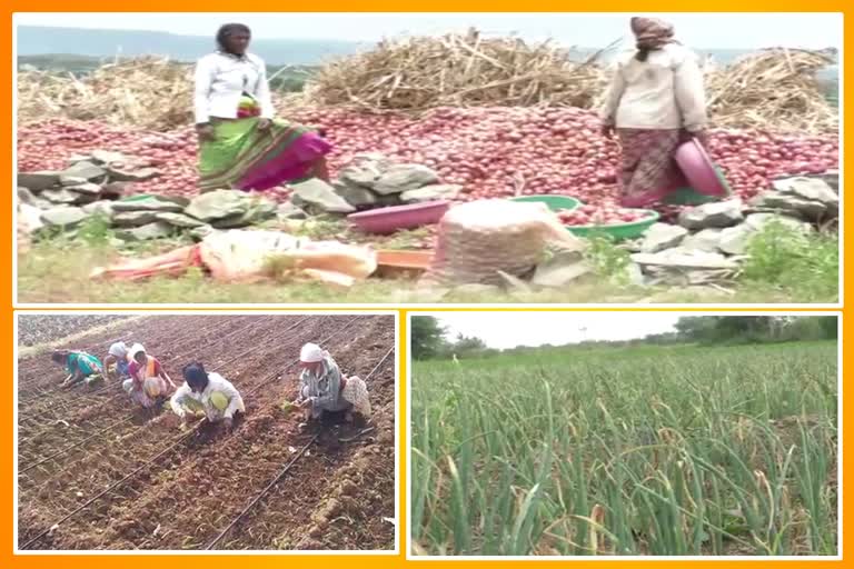 Climate change impacts onion crops