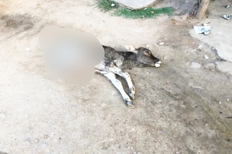 Cow Murder News In Chitrdurga