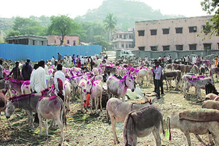 Donkey market