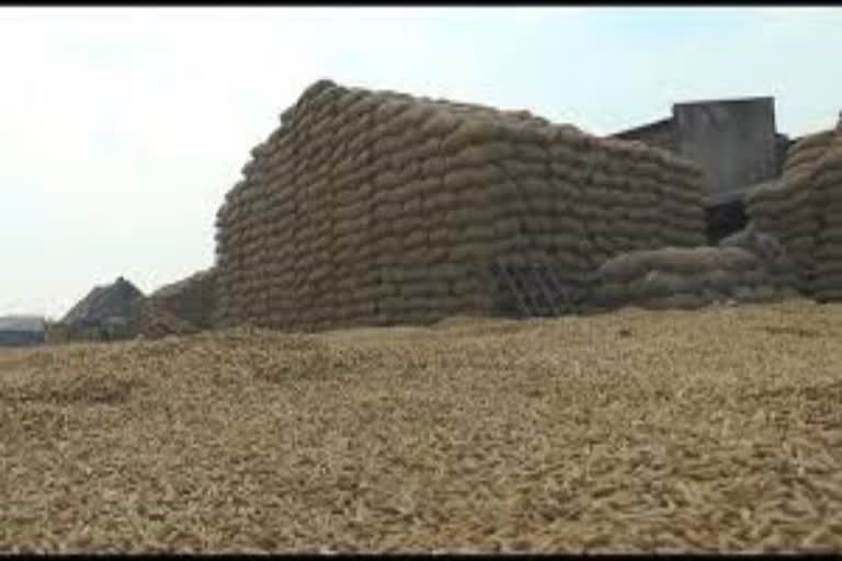 alleged paddy scam in haryana