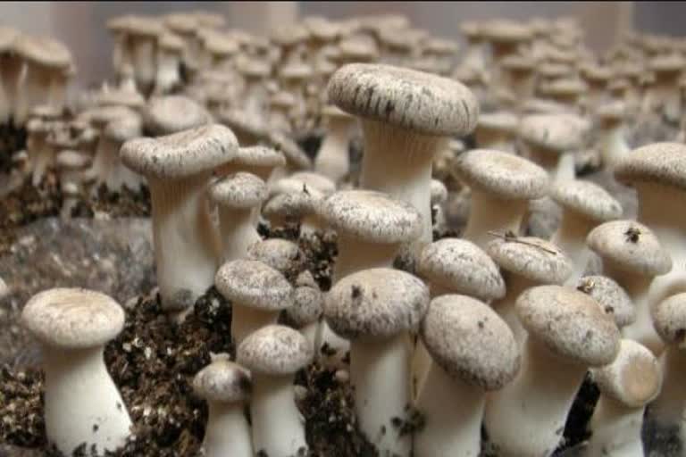 Mushroom production in solan