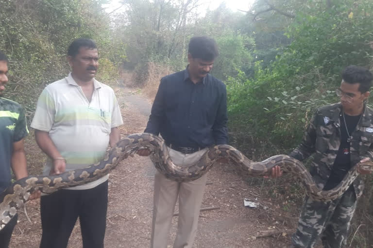 nine foot big  Python found in Nerul