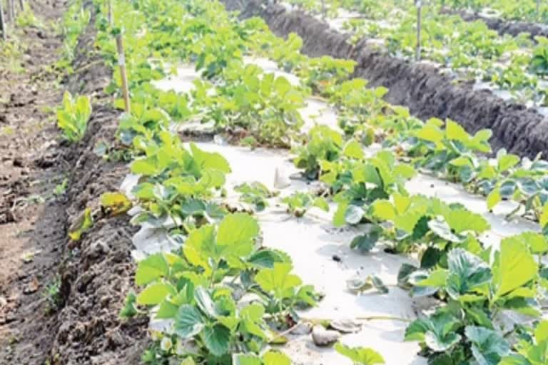 strawberries crops in sirmaur