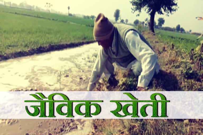 report on organic agriculture in panipat