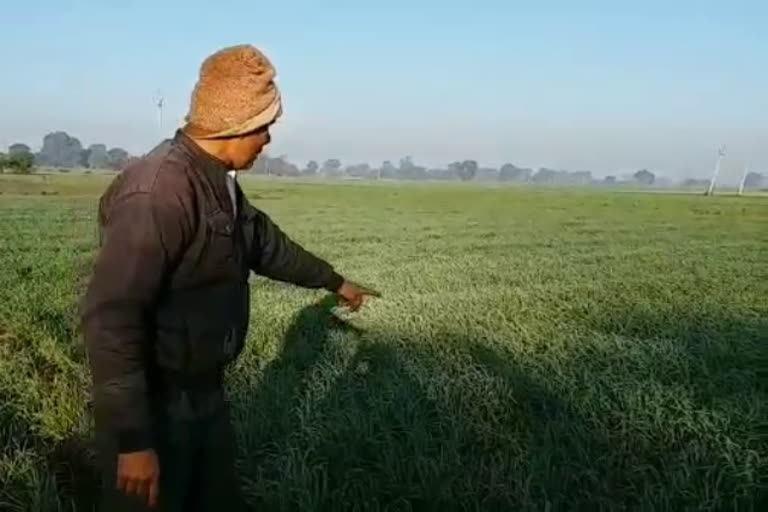 risk of frost in crops increased due to cold in mandsour