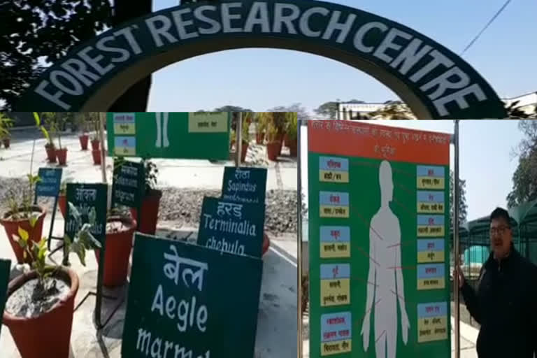 हल्द्वानी वन अनुसंधान केंद्र न्यूज  Haldwani Forest Research Center News