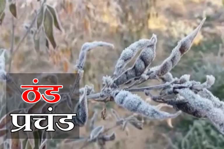 राजधानी सहित पूरे प्रदेश में ठंड का कहर