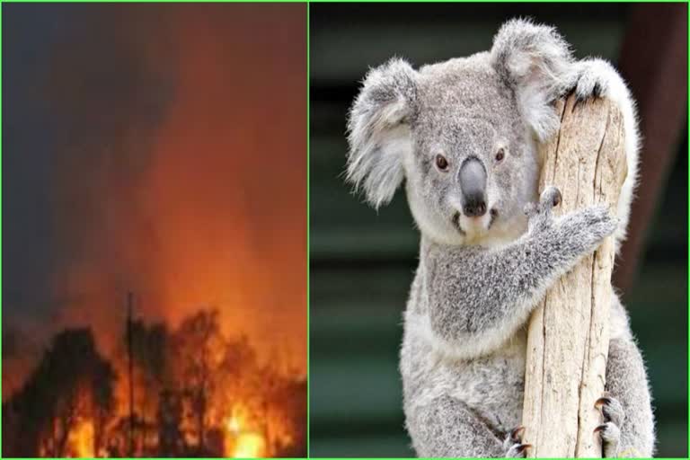 wildfire koala