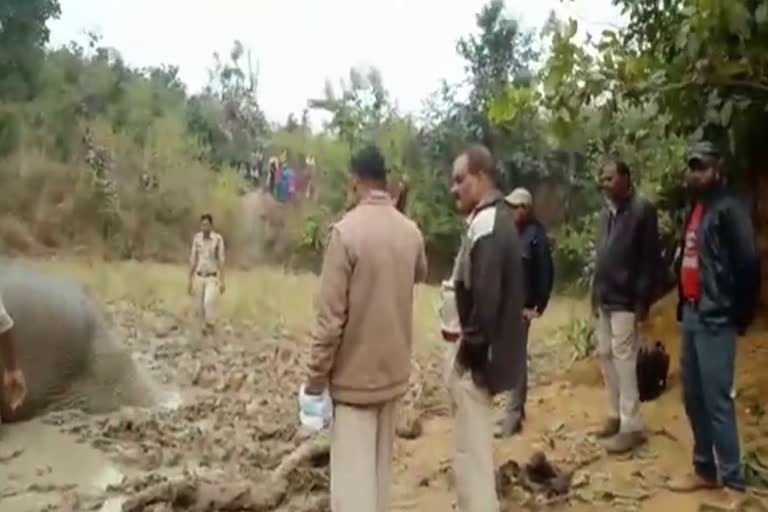 female elephant rescue