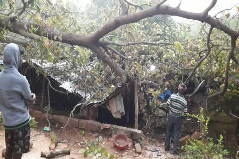 dakshina-kannada-ramakunja-tree-fell-down-on-home