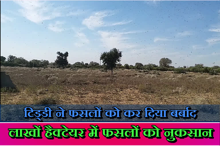 Locusts ate crops standing in Jalore fields, Locusts ate crops in jalore, farmer problem in jalore, जालोर न्यूज, जालोर में टिड्डी खा गई फसलें