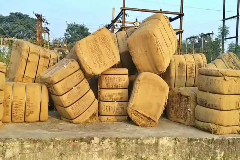 Weather does not affect paddy purchase in Raigad