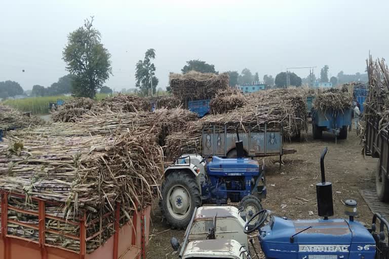 sugarcane weighing center