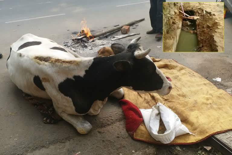 Cow fell into open drain in Greater Kailash area