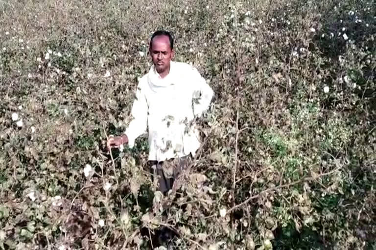 Crops of cotton and tur crops ruined by frost