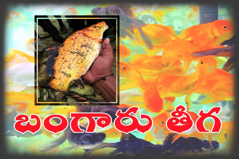 golden fish at kambala pond in mahabubabad district