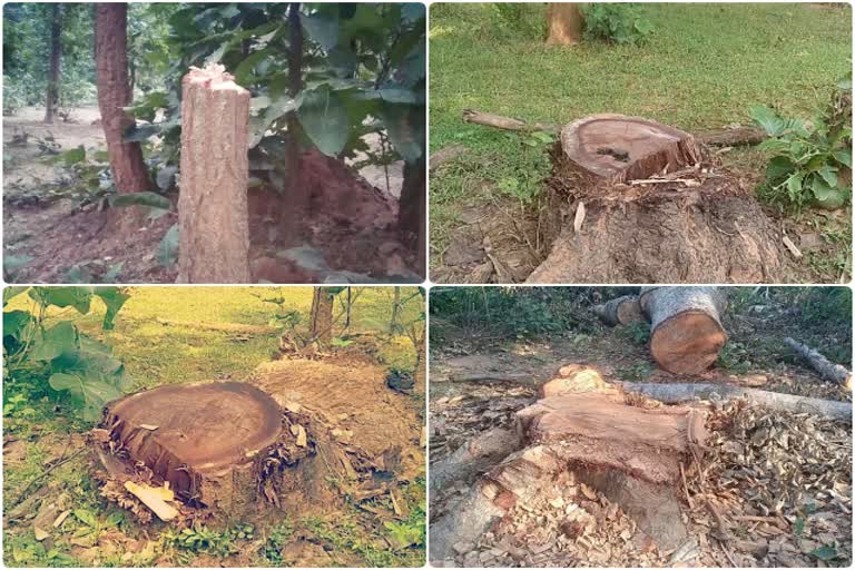 Illegal cutting of forests in collusion in Chatra