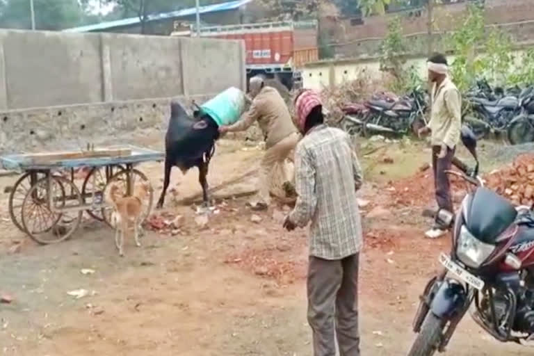 People in Sagar district are troubled with stray cattle