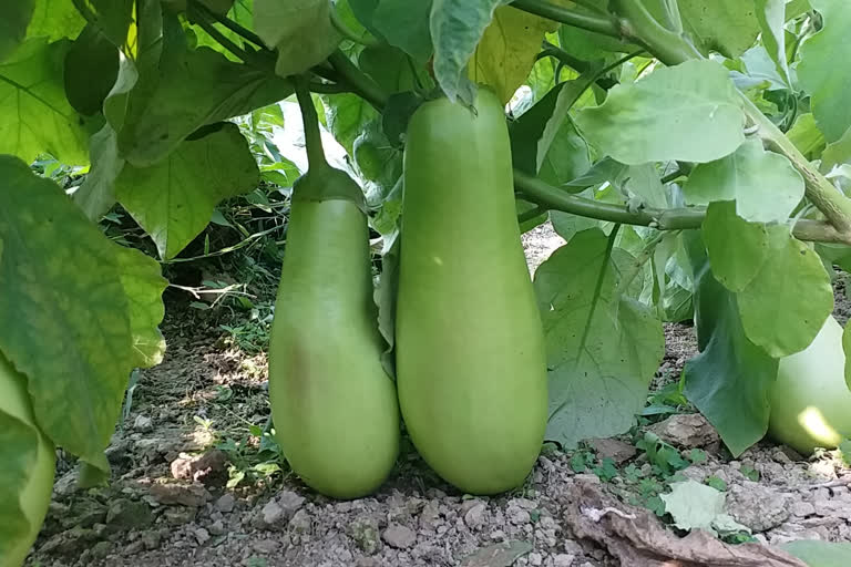 winter season brinjal