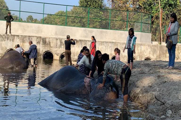 Tourist to bath elephant