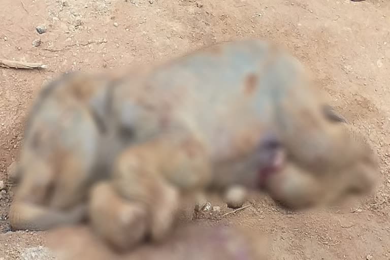 Elephant cub died at Bangarapet