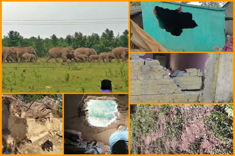 elephant terror in keonjhar